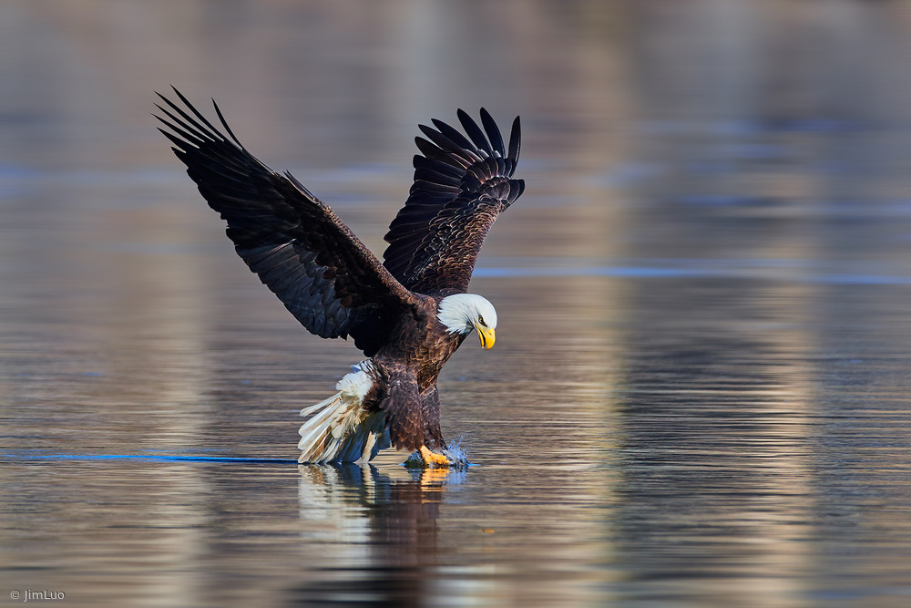 Touch Down... von Jim Luo