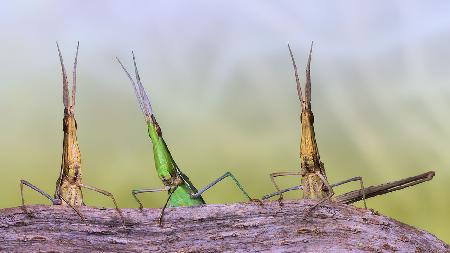 Acrida trio