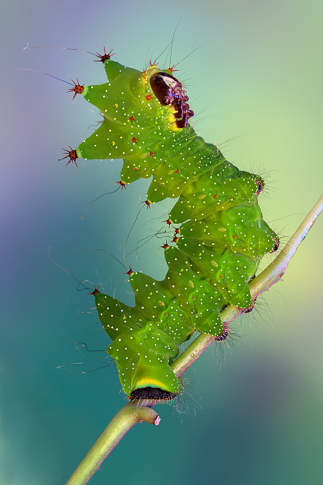 Actias von Jimmy Hoffman