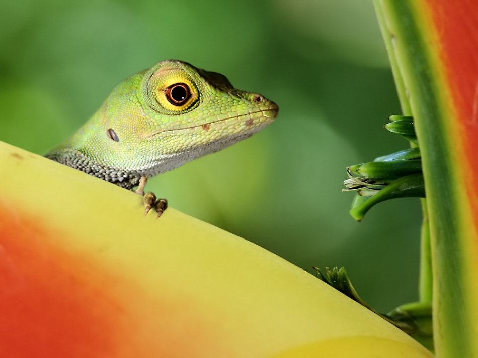 Anolida lizard von Jimmy Hoffman