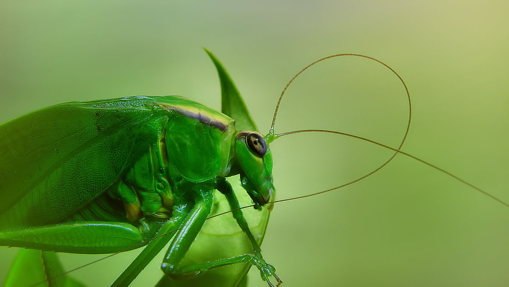 Antennal grooming von Jimmy Hoffman