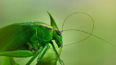 Antennal grooming