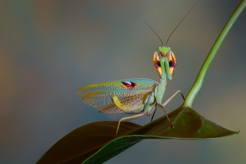 Biocellata von Jimmy Hoffman