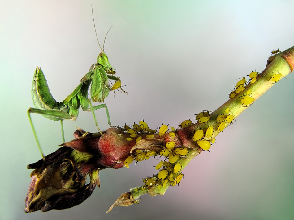 Catching aphids von Jimmy Hoffman