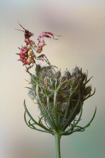 Flower Mantis