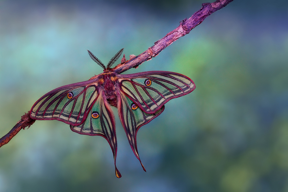 Stained glass moth von Jimmy Hoffman