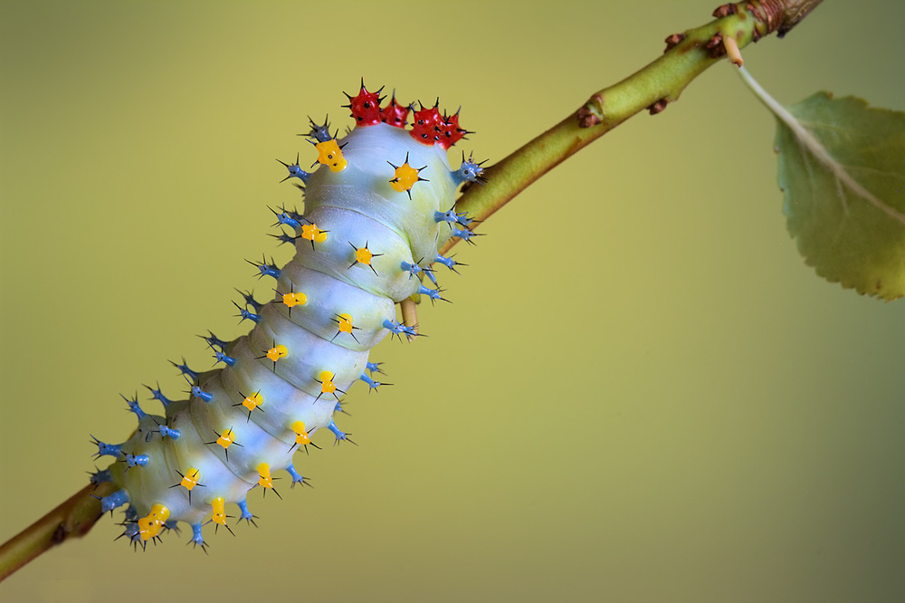 Cecropia von Jimmy Hoffman