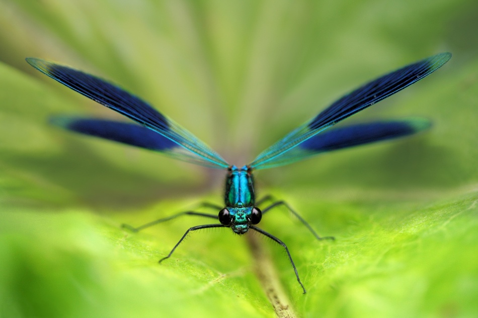 Damselfly von Jimmy Hoffman