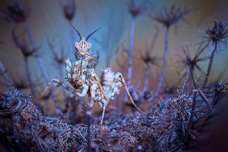 Thistle mantis 2