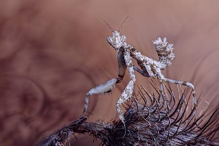 Thistle mantis