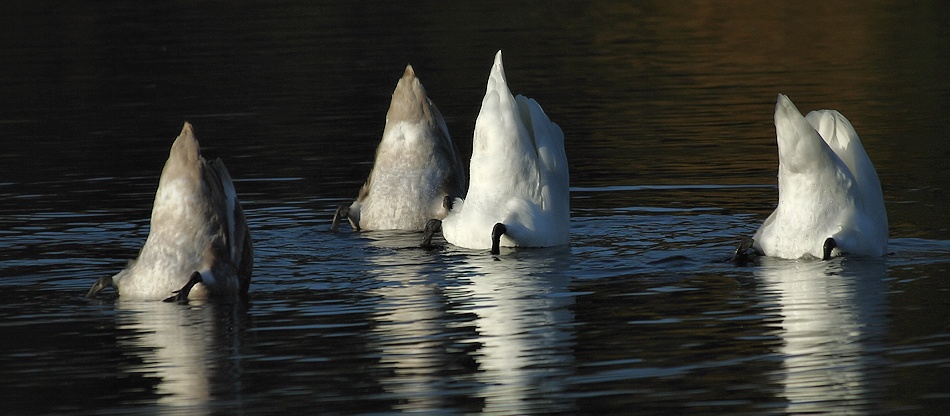 Icebergs ? von Jimmy Hoffman