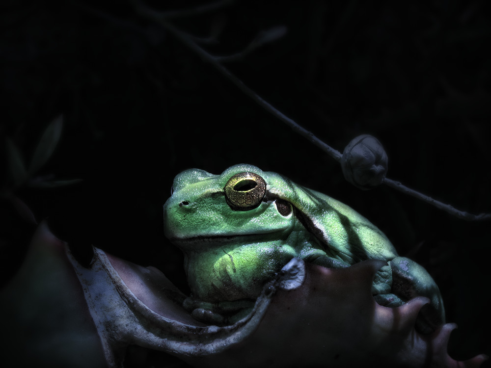 Frog in the moonlight von Jimmy Hoffman