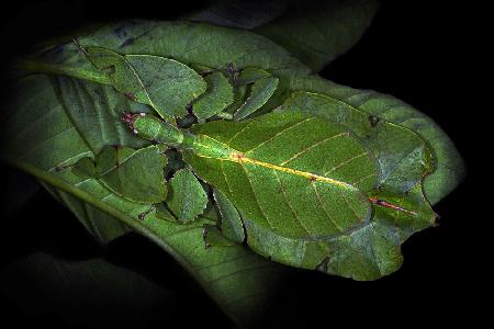 Walking leaf