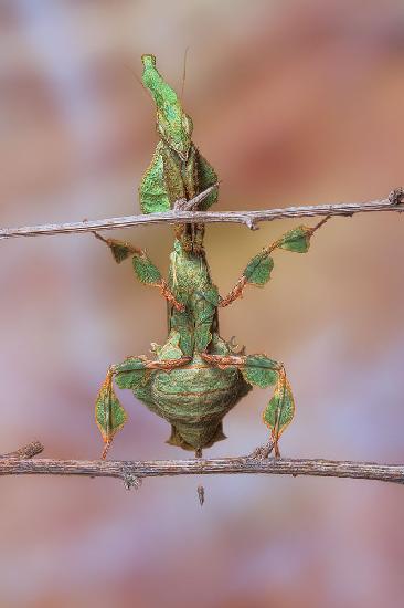 Ghost mantis