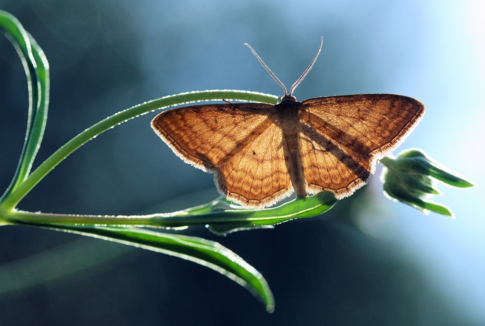 Geometer moth von Jimmy Hoffman