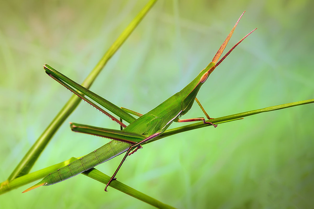 Grasshopper von Jimmy Hoffman