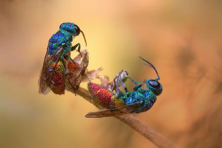 Jewel wasps