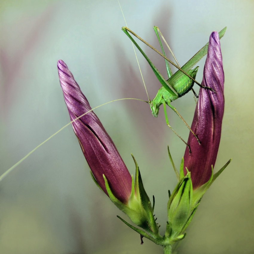 Katydid von Jimmy Hoffman