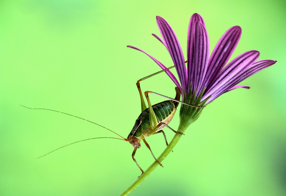 Katydid von Jimmy Hoffman