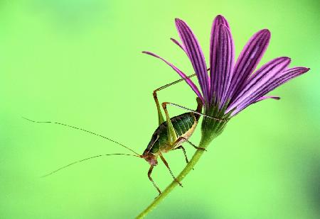 Katydid