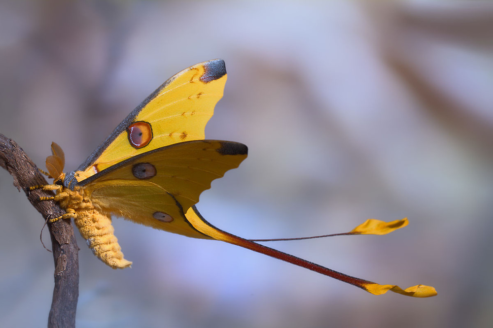 Comet Moth von Jimmy Hoffman