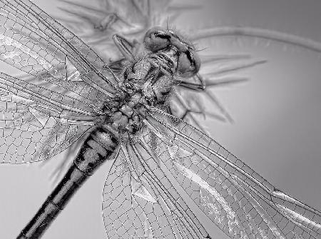 Dragonfly wings