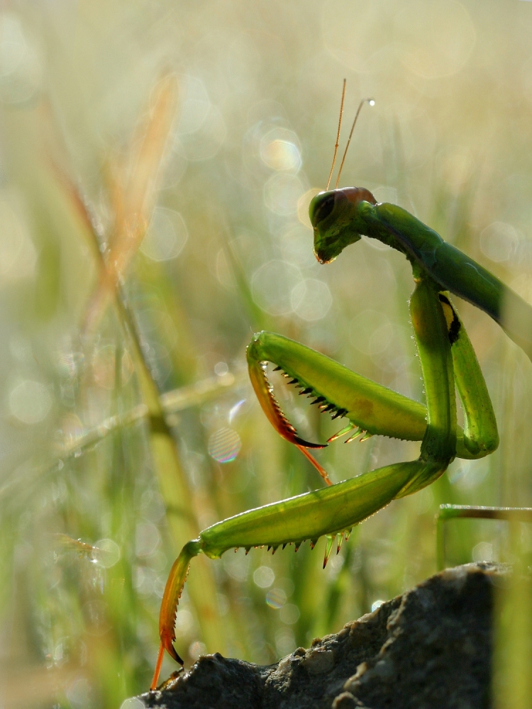 Mantis in the morning von Jimmy Hoffman