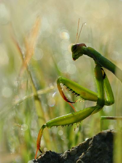 Mantis in the morning