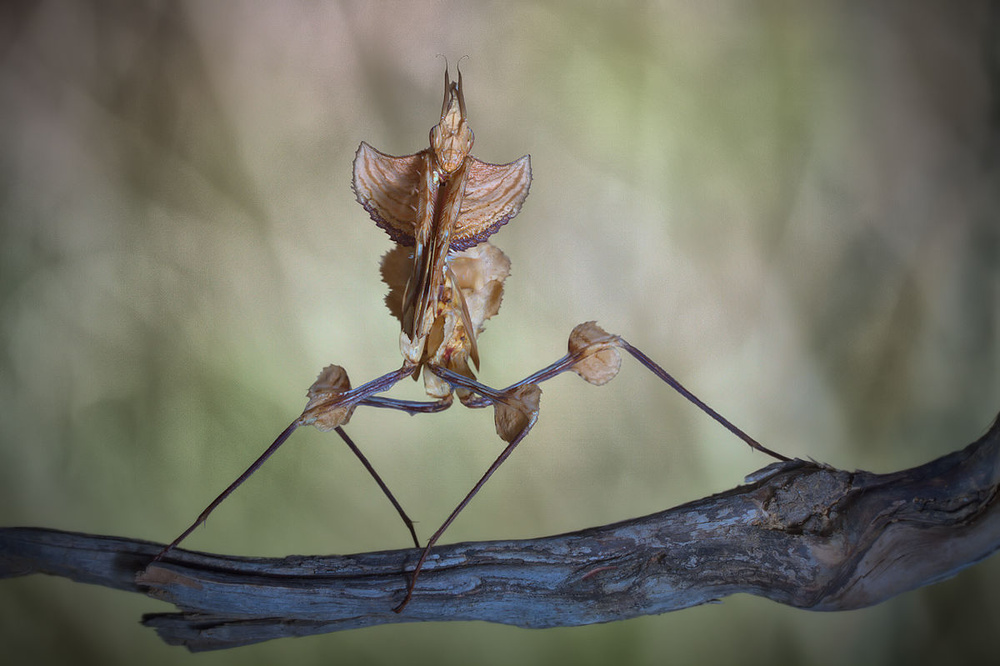 Mantis diabólica von Jimmy Hoffman