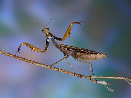 Mantis religiosa