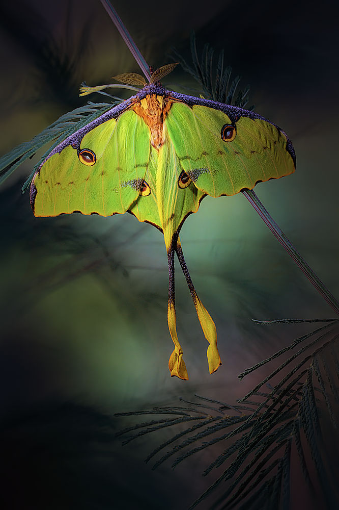 Moon Moth von Jimmy Hoffman