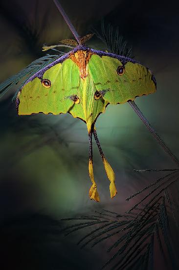 Moon Moth