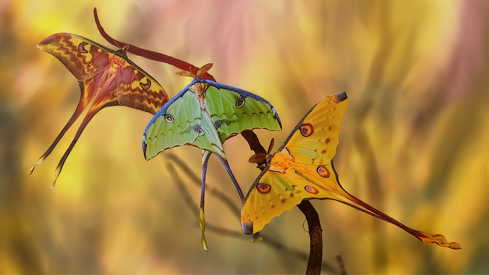 Moon moths von Jimmy Hoffman