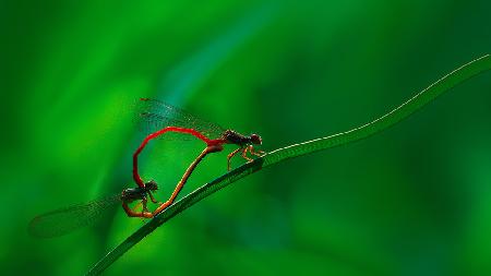 Damselflies mating