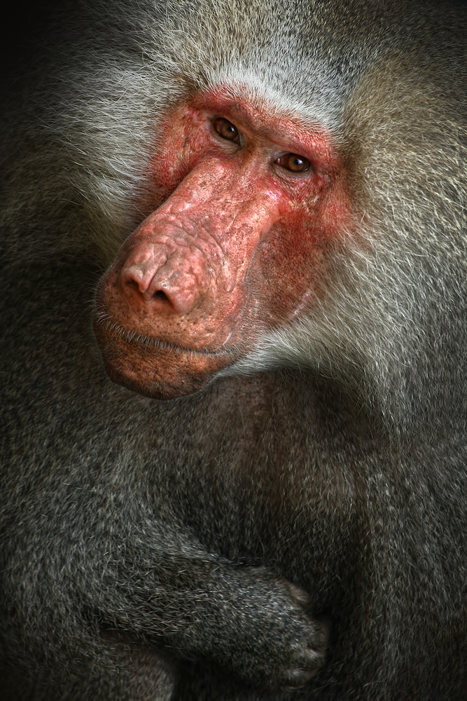 Baboon von Jimmy Hoffman