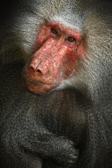 Baboon