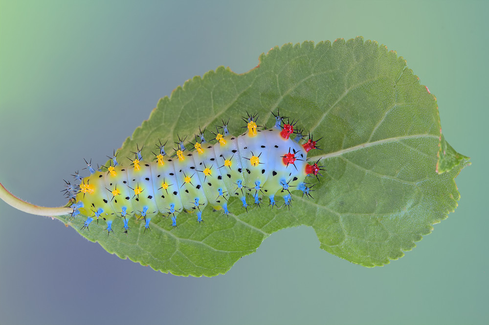 Cecropia Moth caterpillar von Jimmy Hoffman