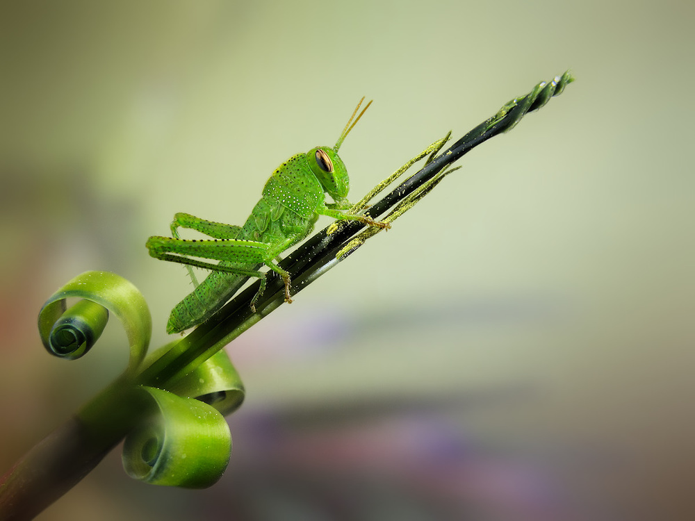 Saltamontes von Jimmy Hoffman