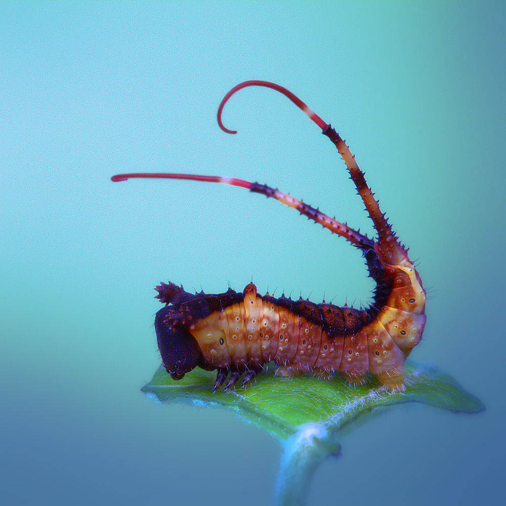 Tail threads von Jimmy Hoffman