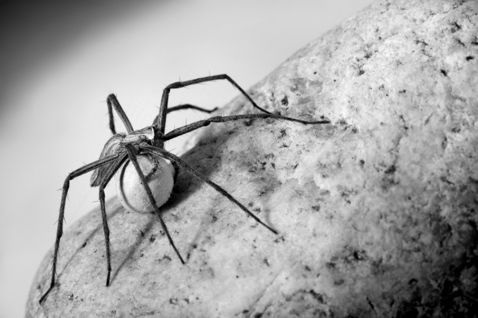 Spider with egg-case von Jimmy Hoffman