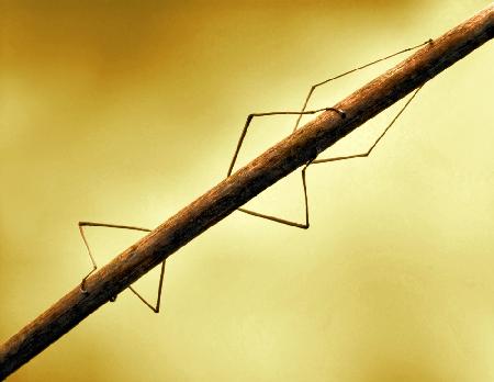 Stick insect