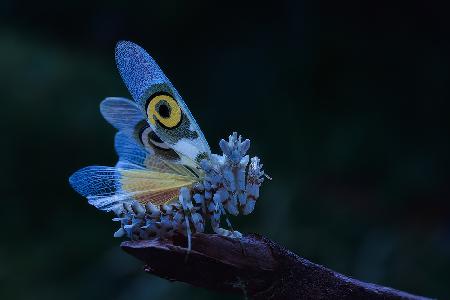 Spiny Flower Mantis