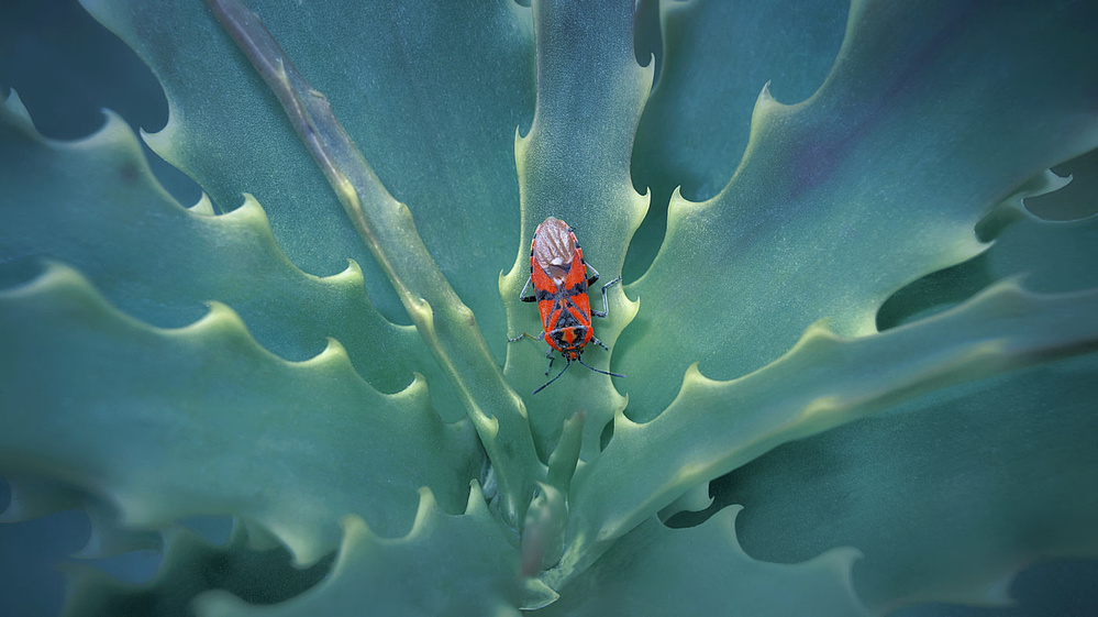 Prickly place von Jimmy Hoffman