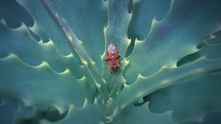 Prickly place