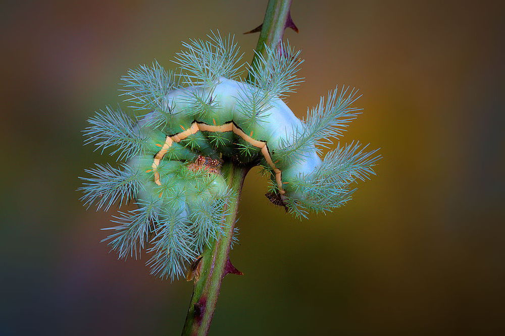 Stinging caterpillar von Jimmy Hoffman