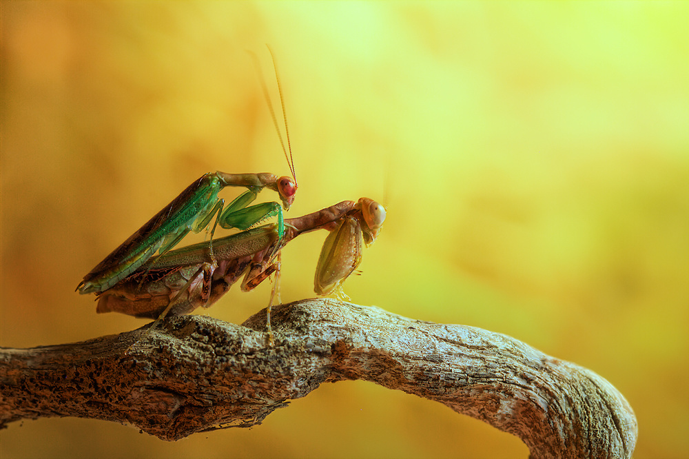 Mantises in love von Jimmy Hoffman