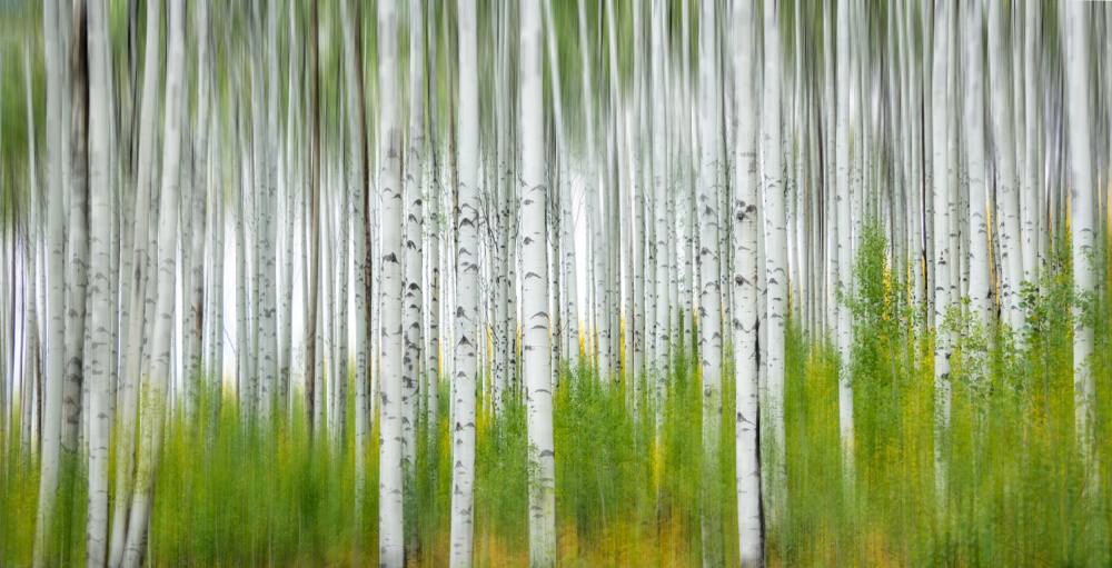 Aspen Forest von Jimmy Yang