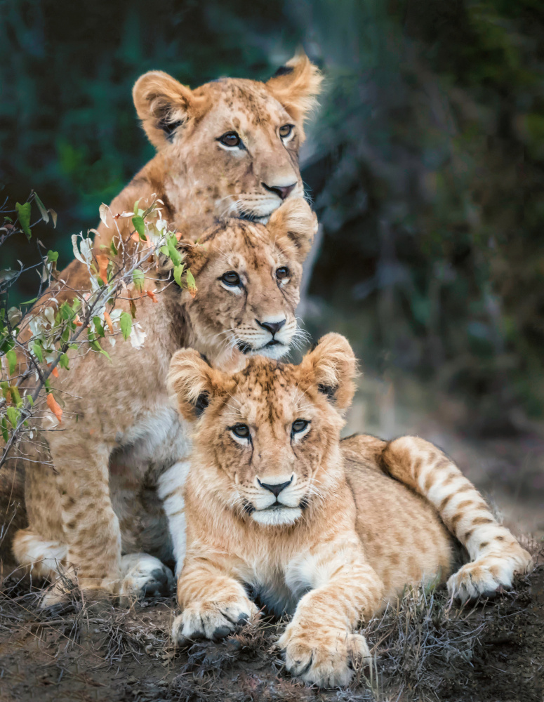 Lion cubs von Jimmy Yang