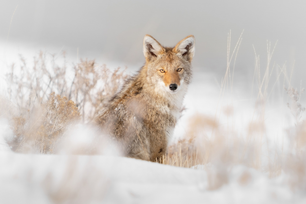 Coyote sitting on the snow von Jinchao Lyu