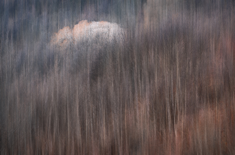 The Last Autumn Colors von Jingshu Zhu